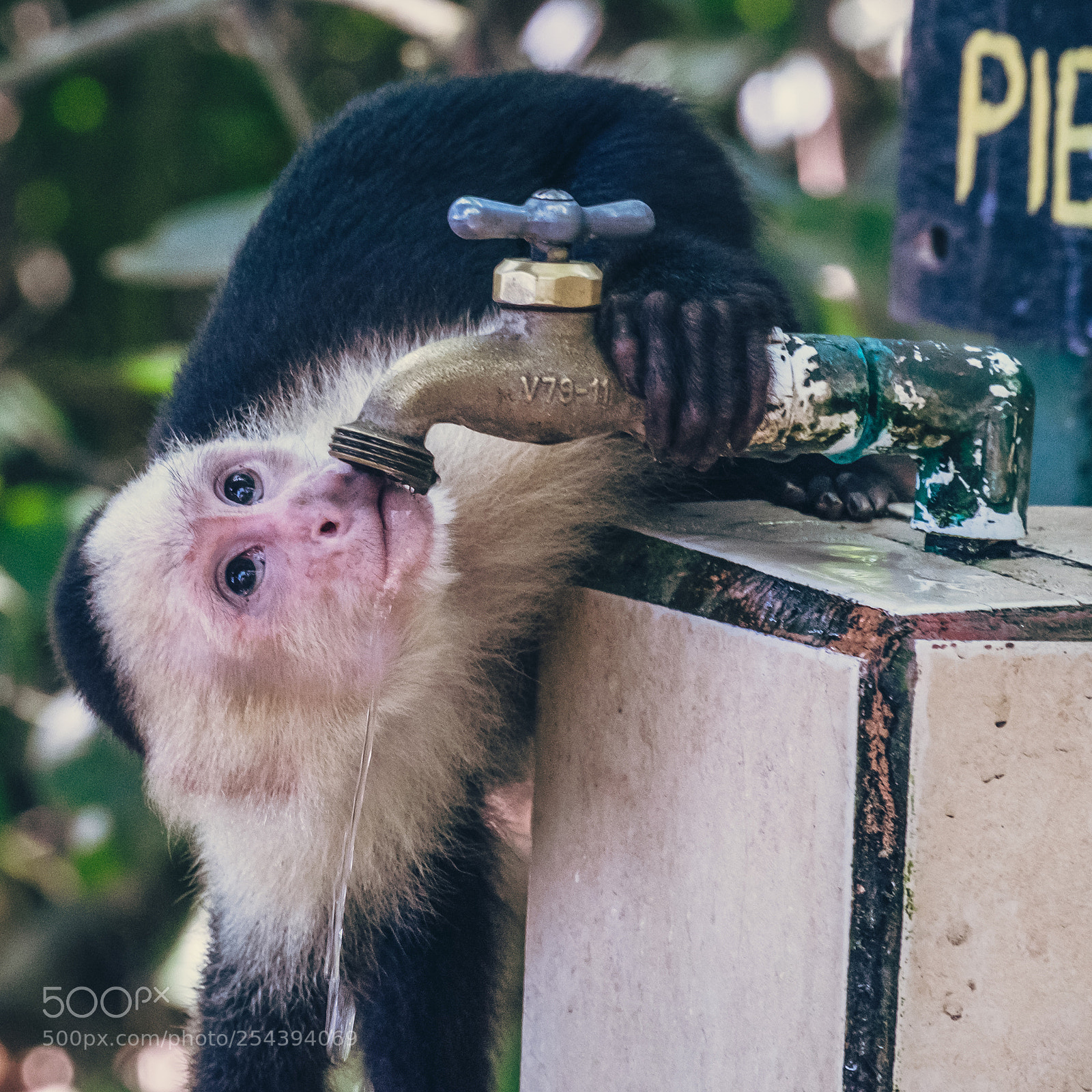 Fujifilm X-T10 sample photo. Costa rica parque manuel photography