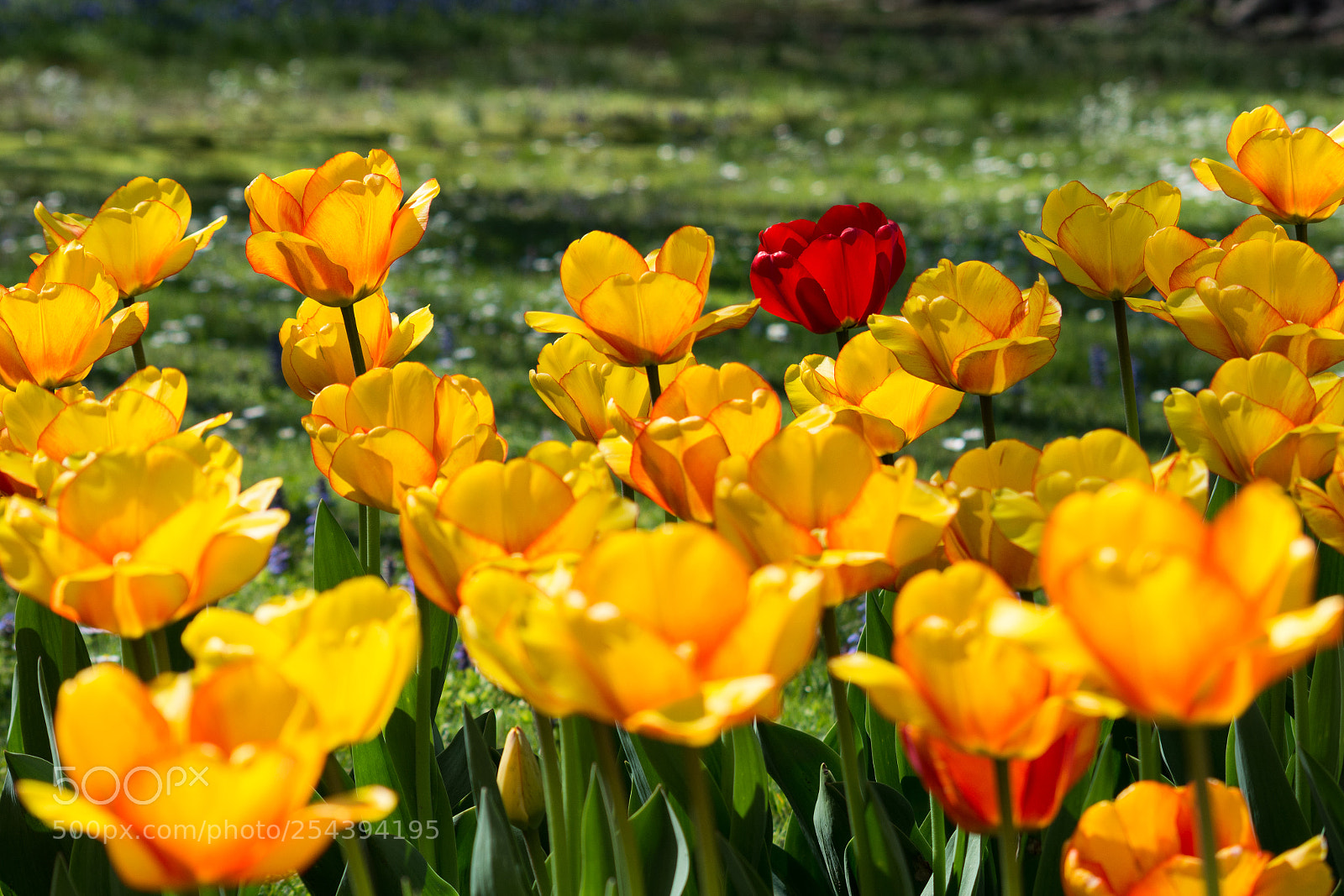 Nikon D5200 sample photo. Tulipani photography