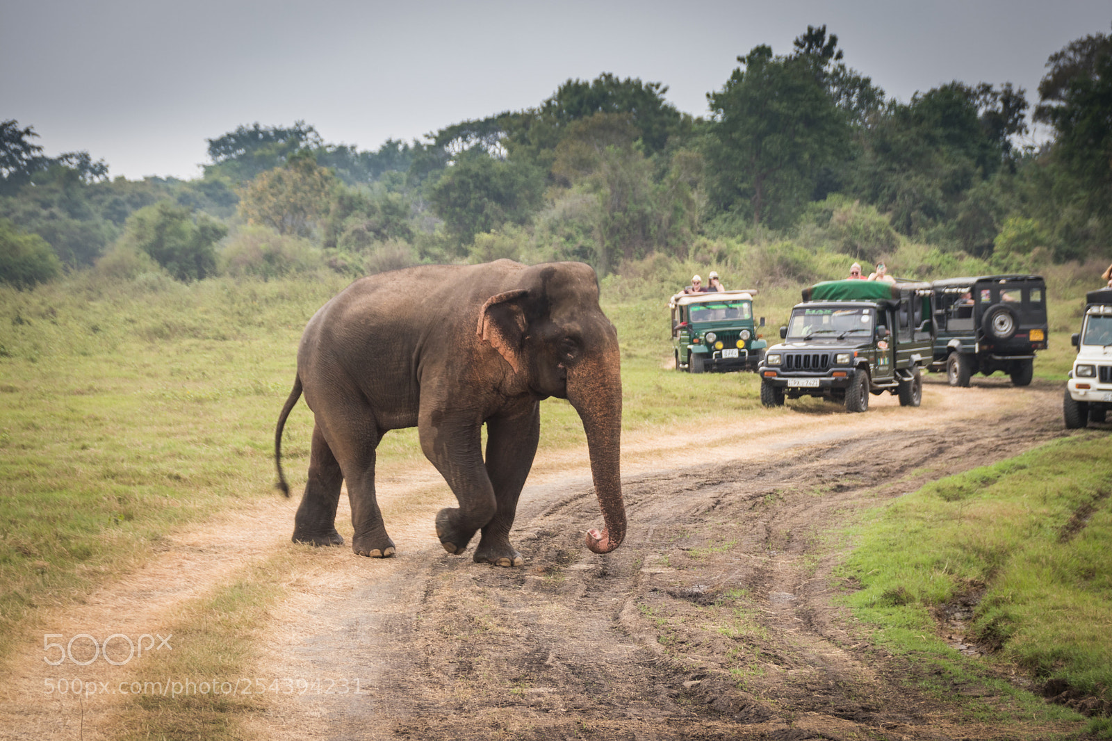 Canon EOS 80D sample photo. Lone elephant photography