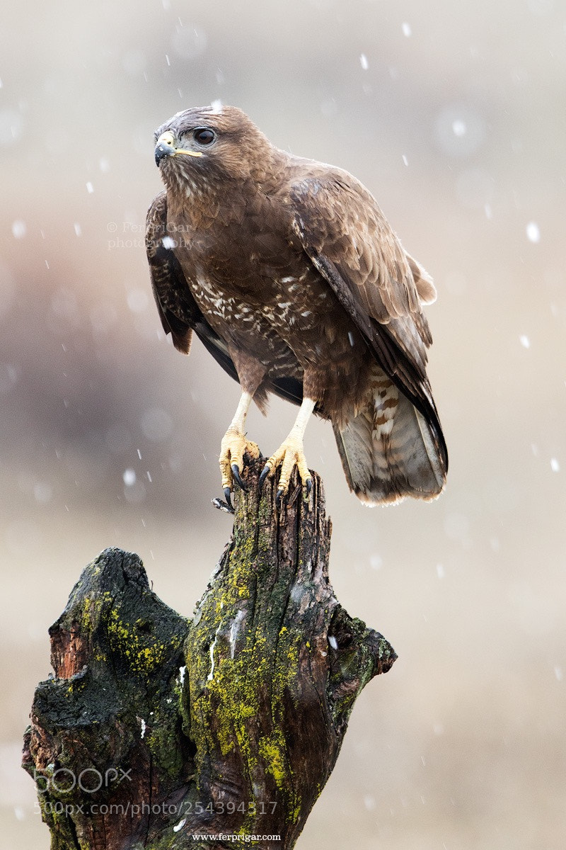 Canon EOS 7D Mark II sample photo. Buzzard photography