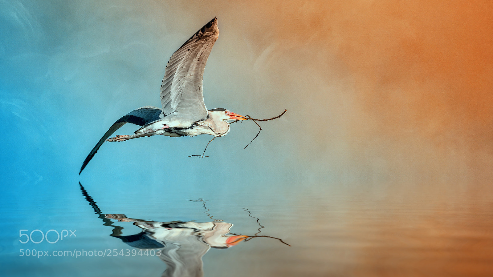 Sony a7R III sample photo. Nesting photography