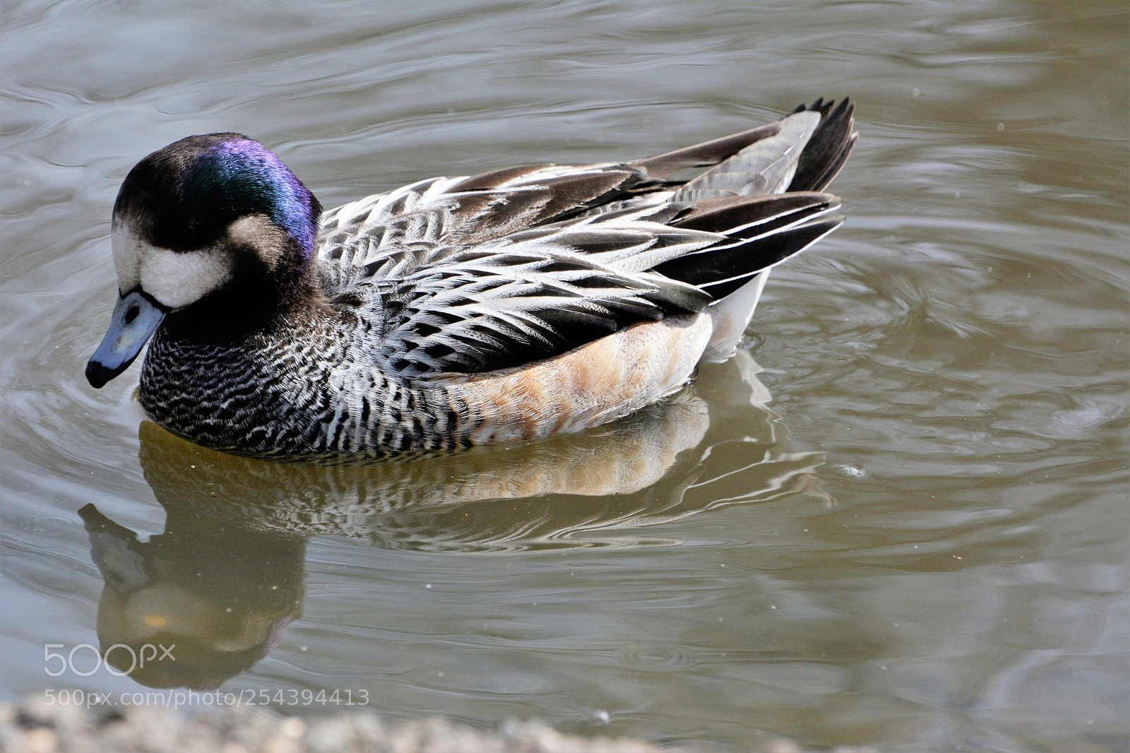 Nikon D7100 sample photo. Chiloe wigeon photography