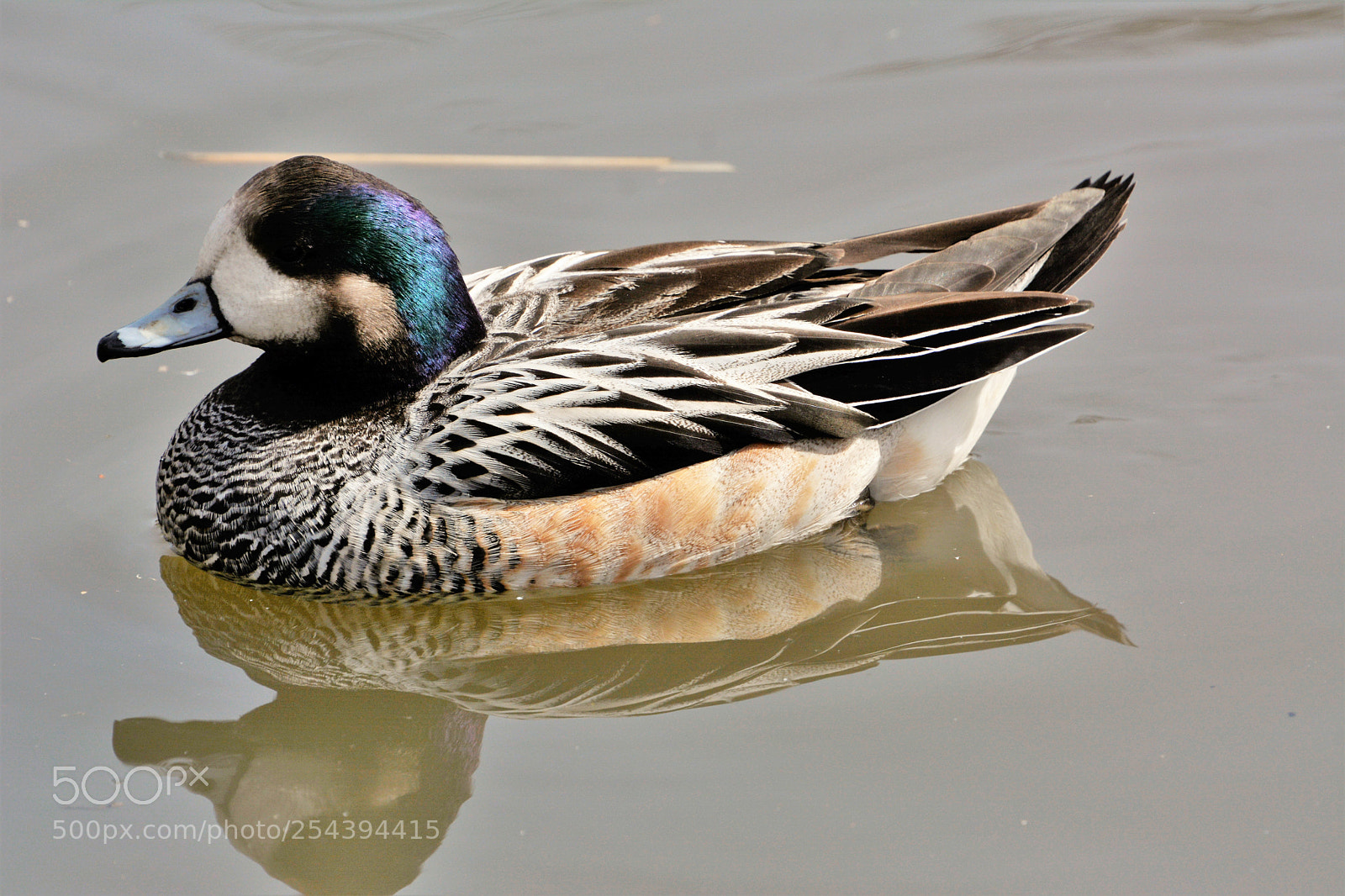 Nikon D7100 sample photo. Chiloe wigeon photography