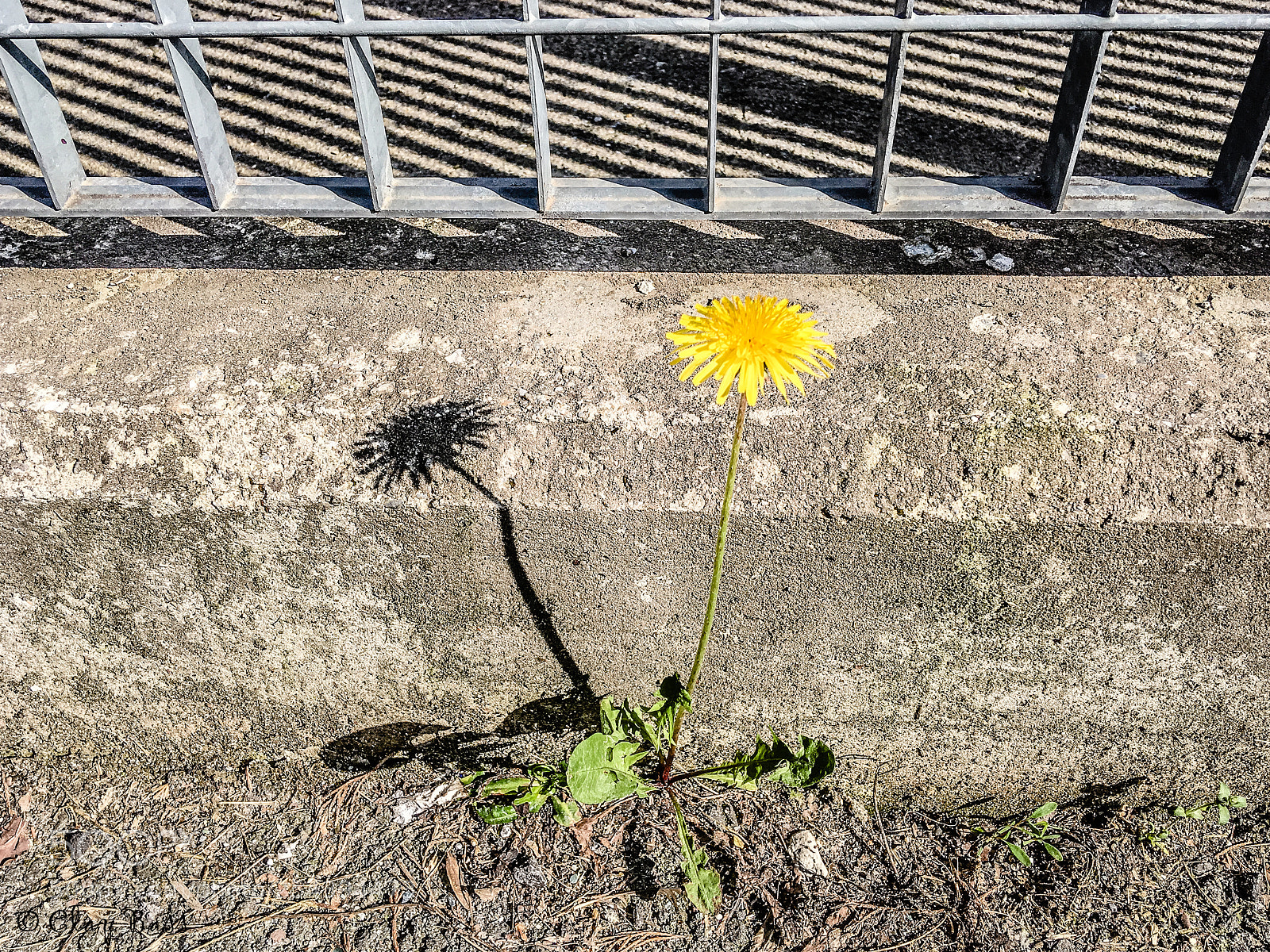 Apple iPhone SE sample photo. La prospettiva di un photography