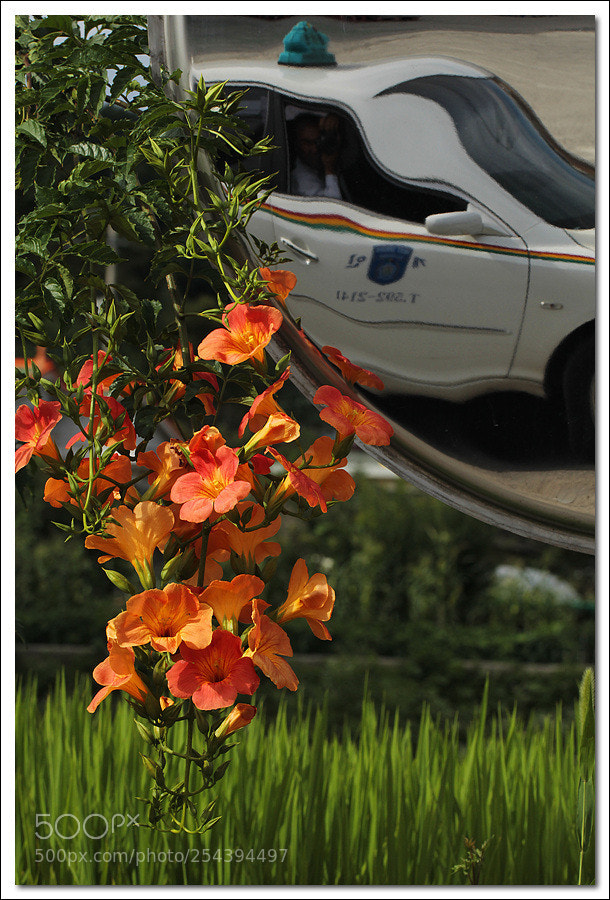 Canon EOS 60D sample photo. 능소화 photography