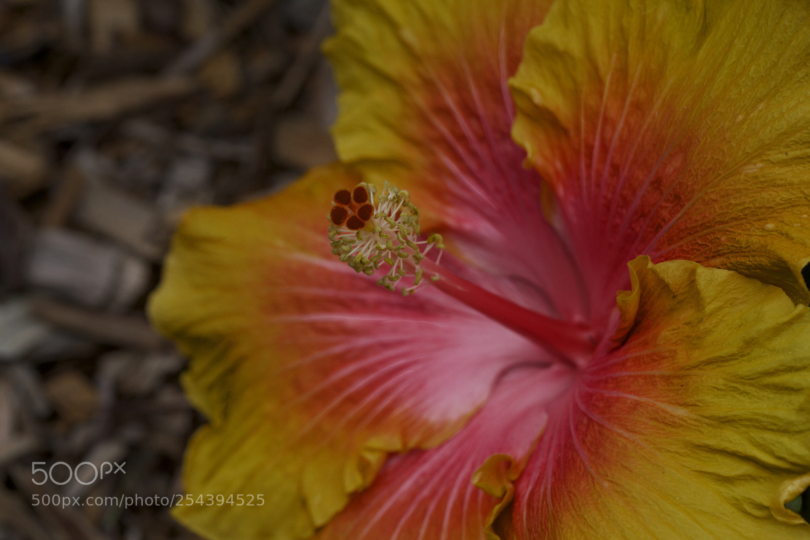 Canon EOS 5D Mark II sample photo. Flowermacro photography