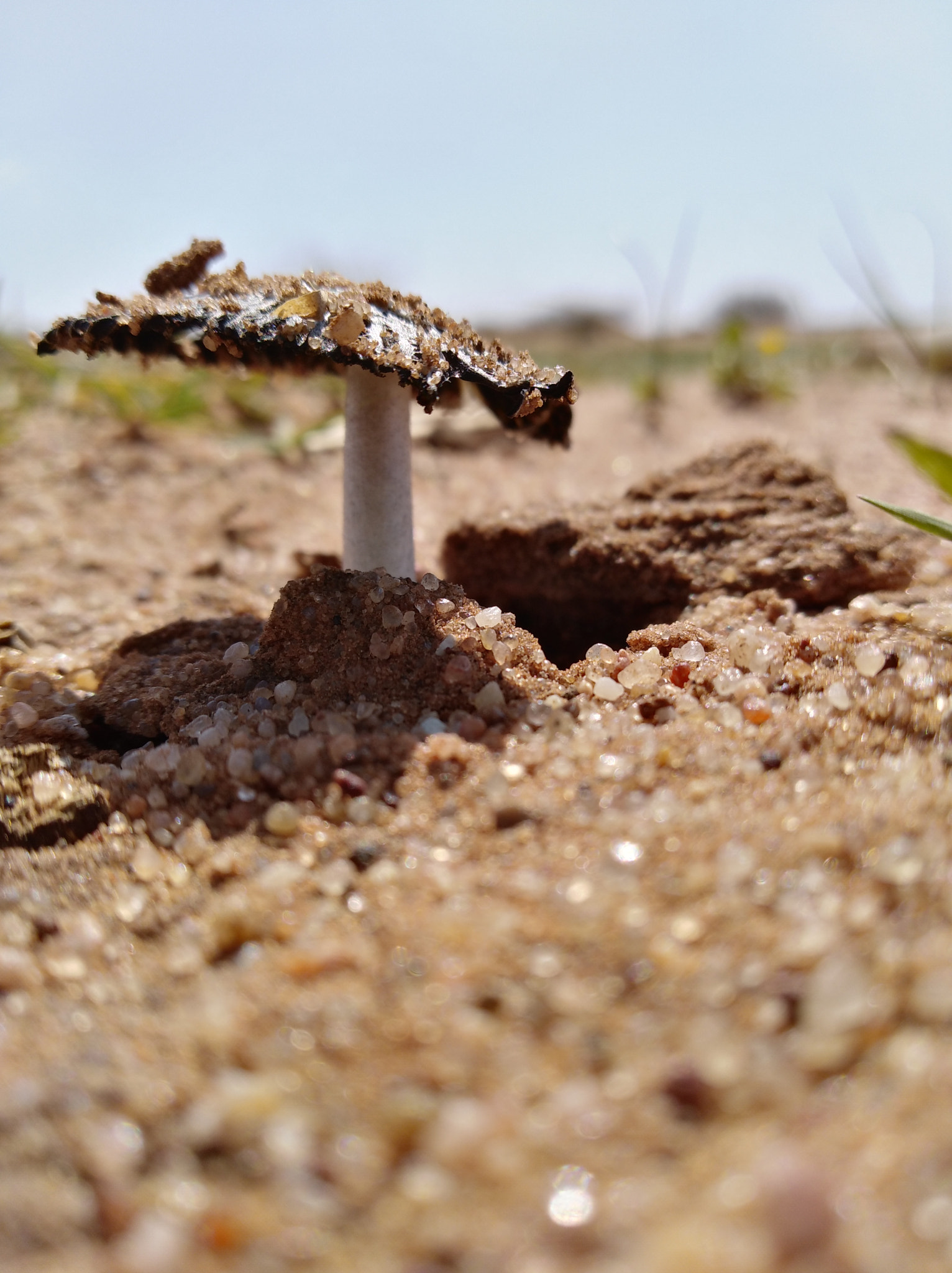 HUAWEI Y7 sample photo. Desert fungus photography