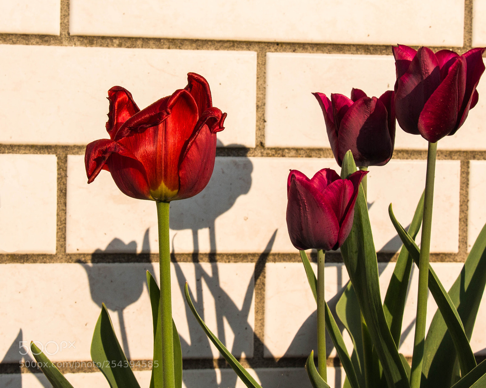 Canon EOS 650D (EOS Rebel T4i / EOS Kiss X6i) sample photo. Tulpe 3 photography