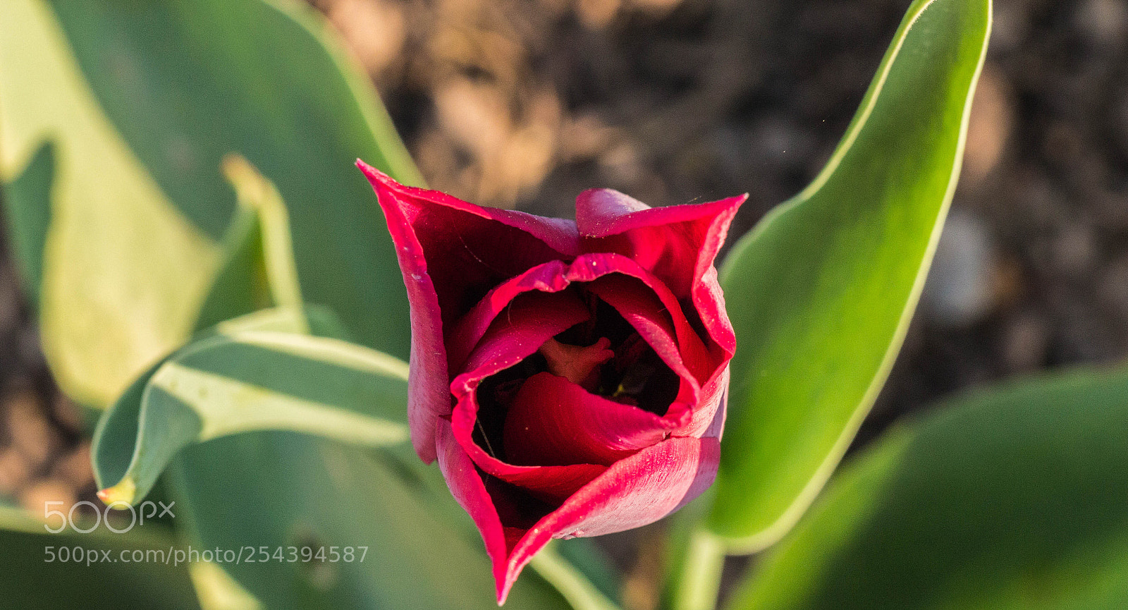 Canon EOS 650D (EOS Rebel T4i / EOS Kiss X6i) sample photo. Tulpe 4 photography