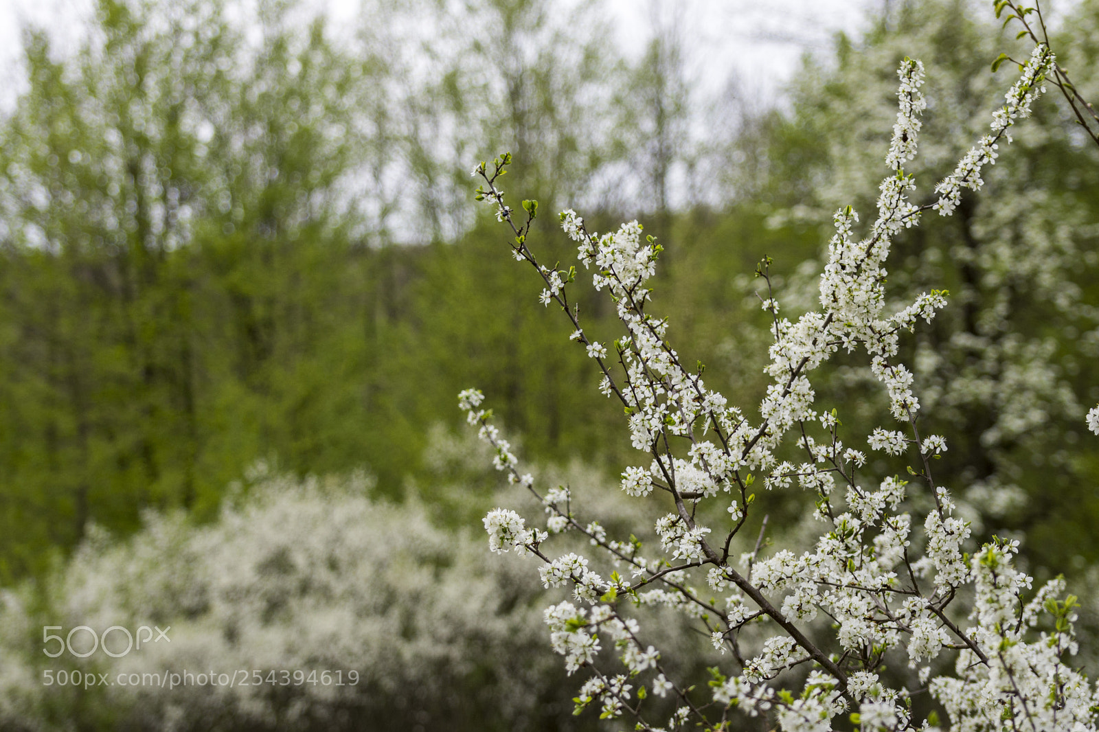 Nikon D7200 sample photo. White flowers photography
