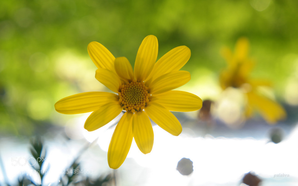 Samsung NX30 sample photo. ... photography