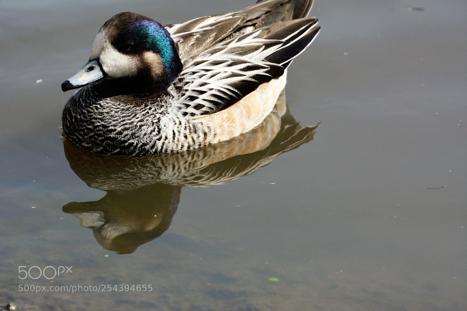 Nikon D7100 sample photo. Chiloe wigeon photography