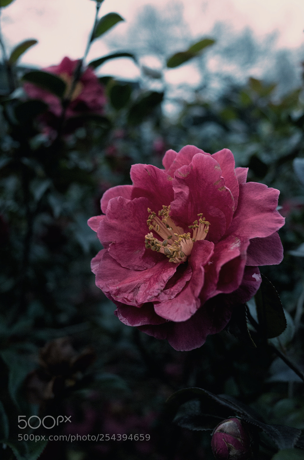 Ricoh GR sample photo. Untitled photography