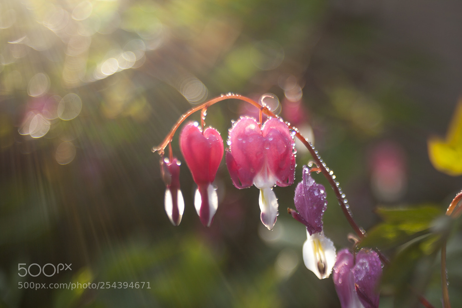 Canon EOS 5D Mark II sample photo. Dicentra photography