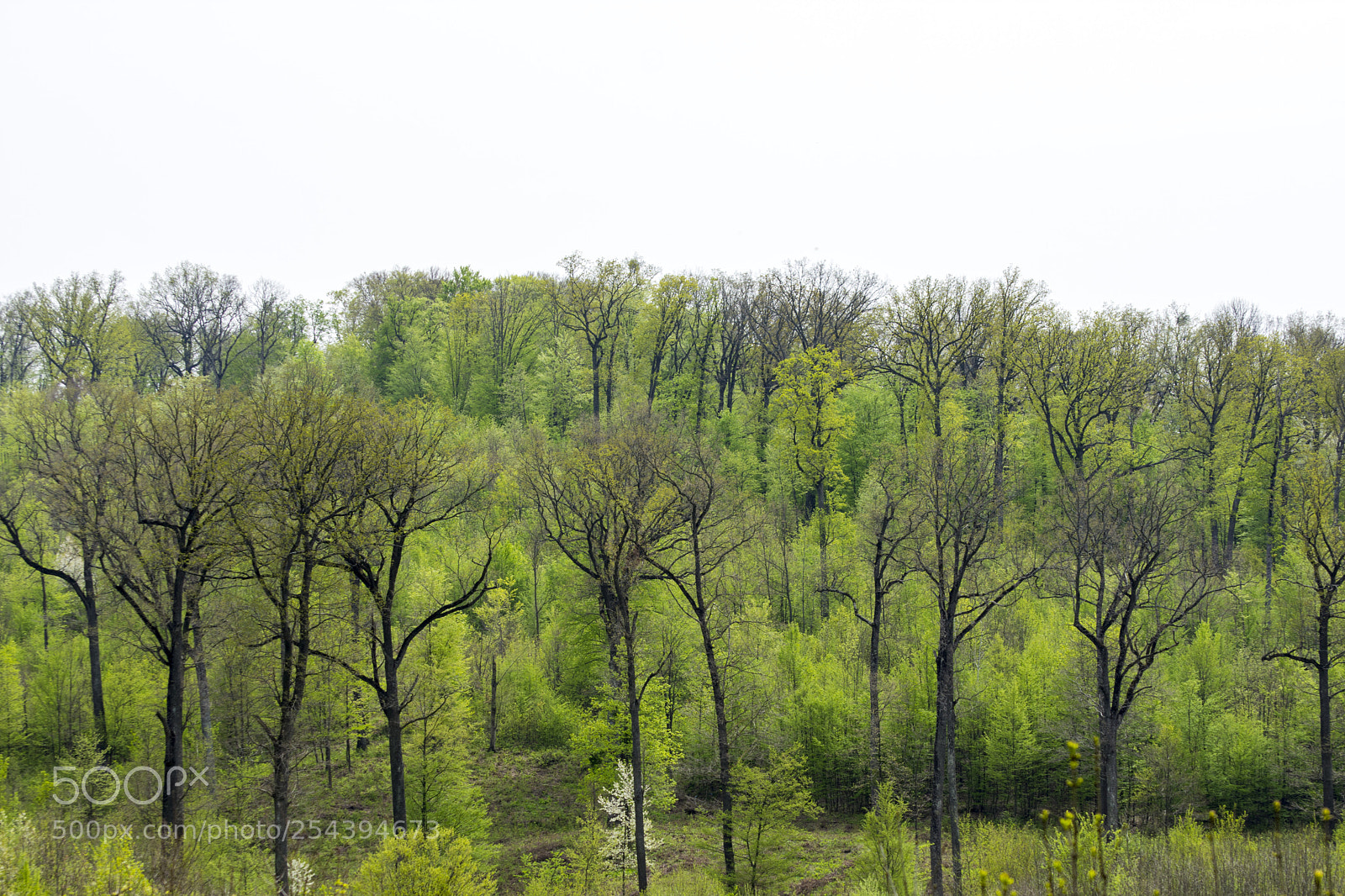 Nikon D7200 sample photo. Tall trees photography