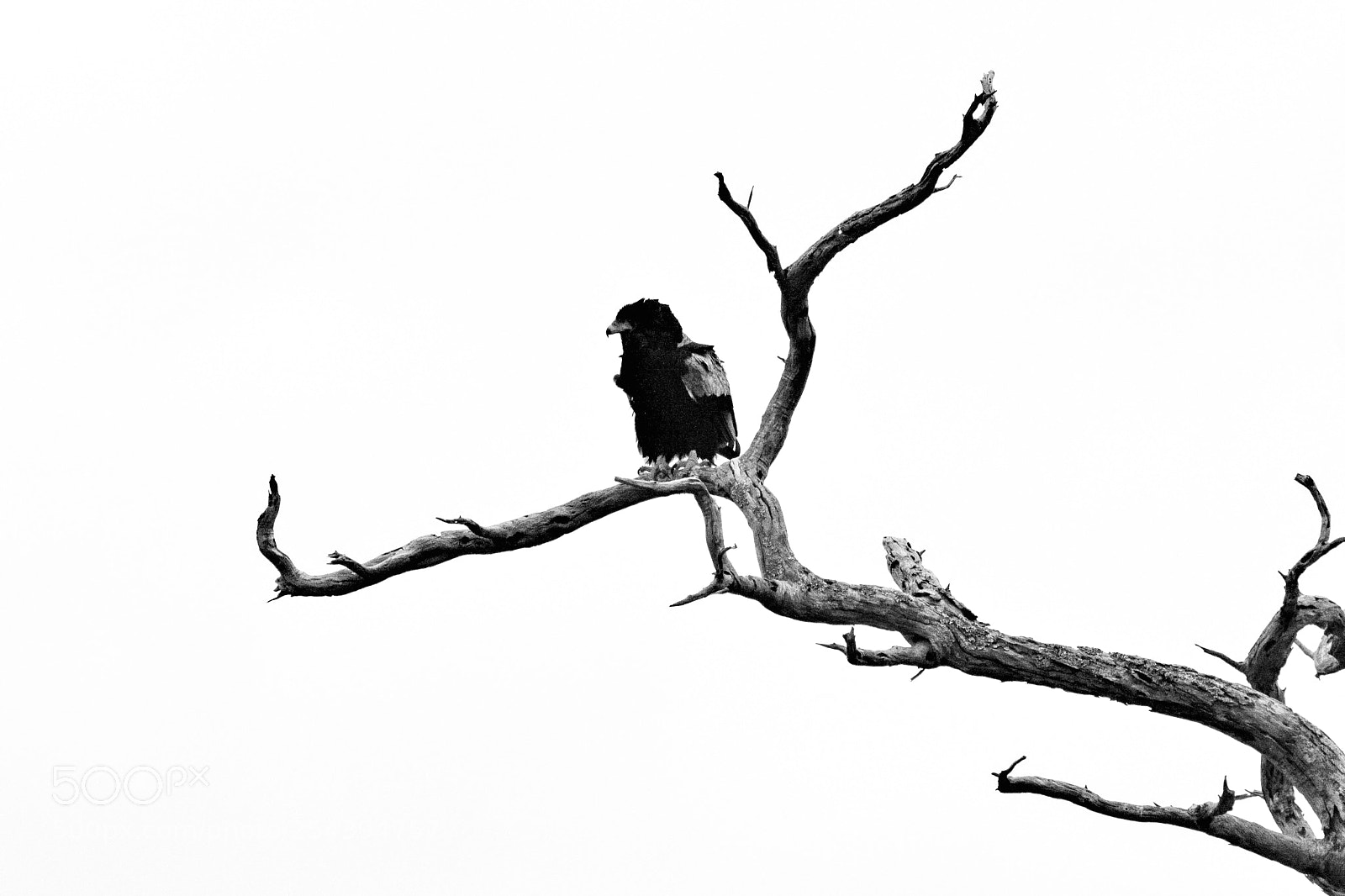Canon EOS 1000D (EOS Digital Rebel XS / EOS Kiss F) sample photo. Bateleur photography