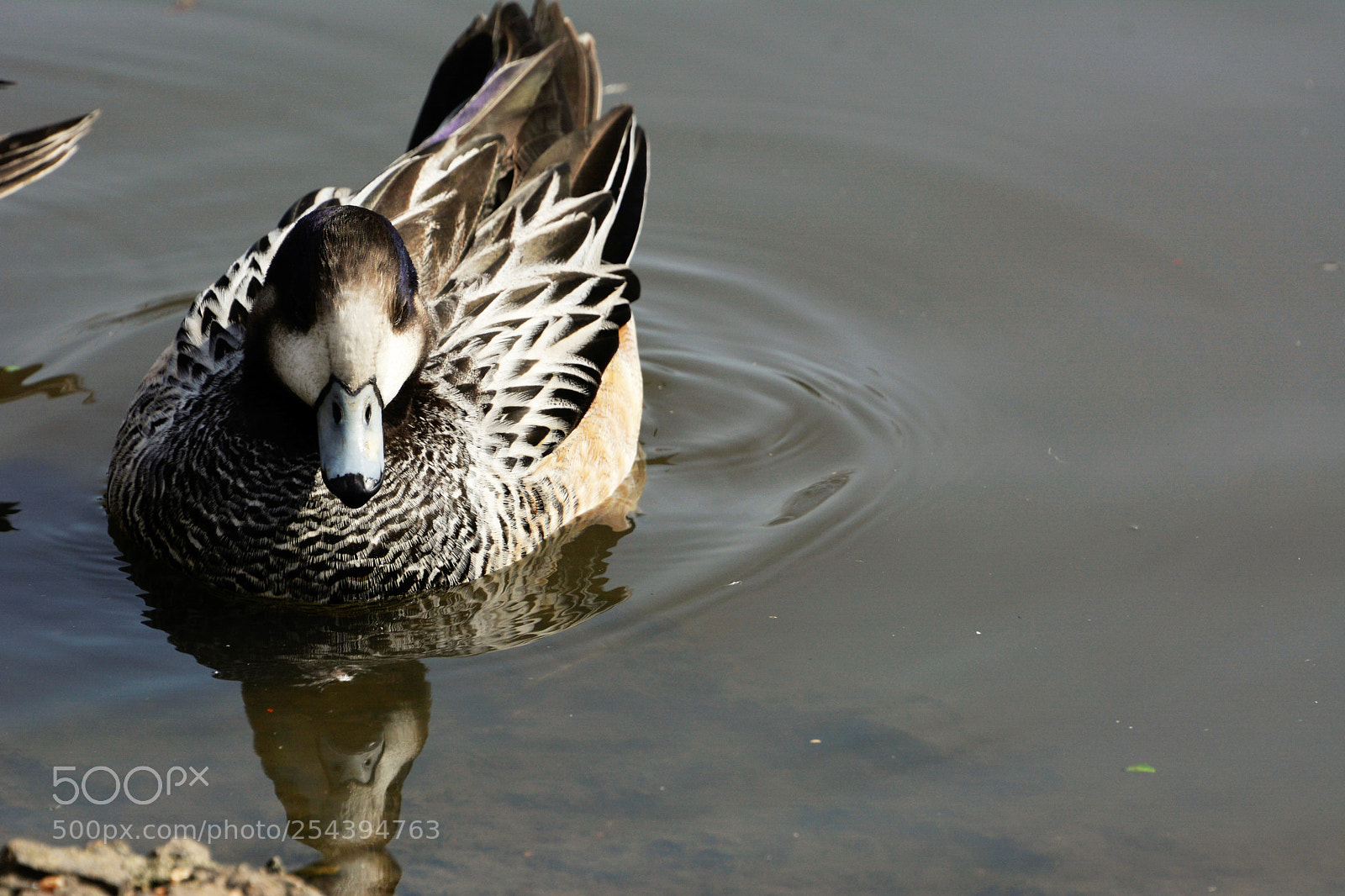 Nikon D7100 sample photo. Chiloe wigeon photography