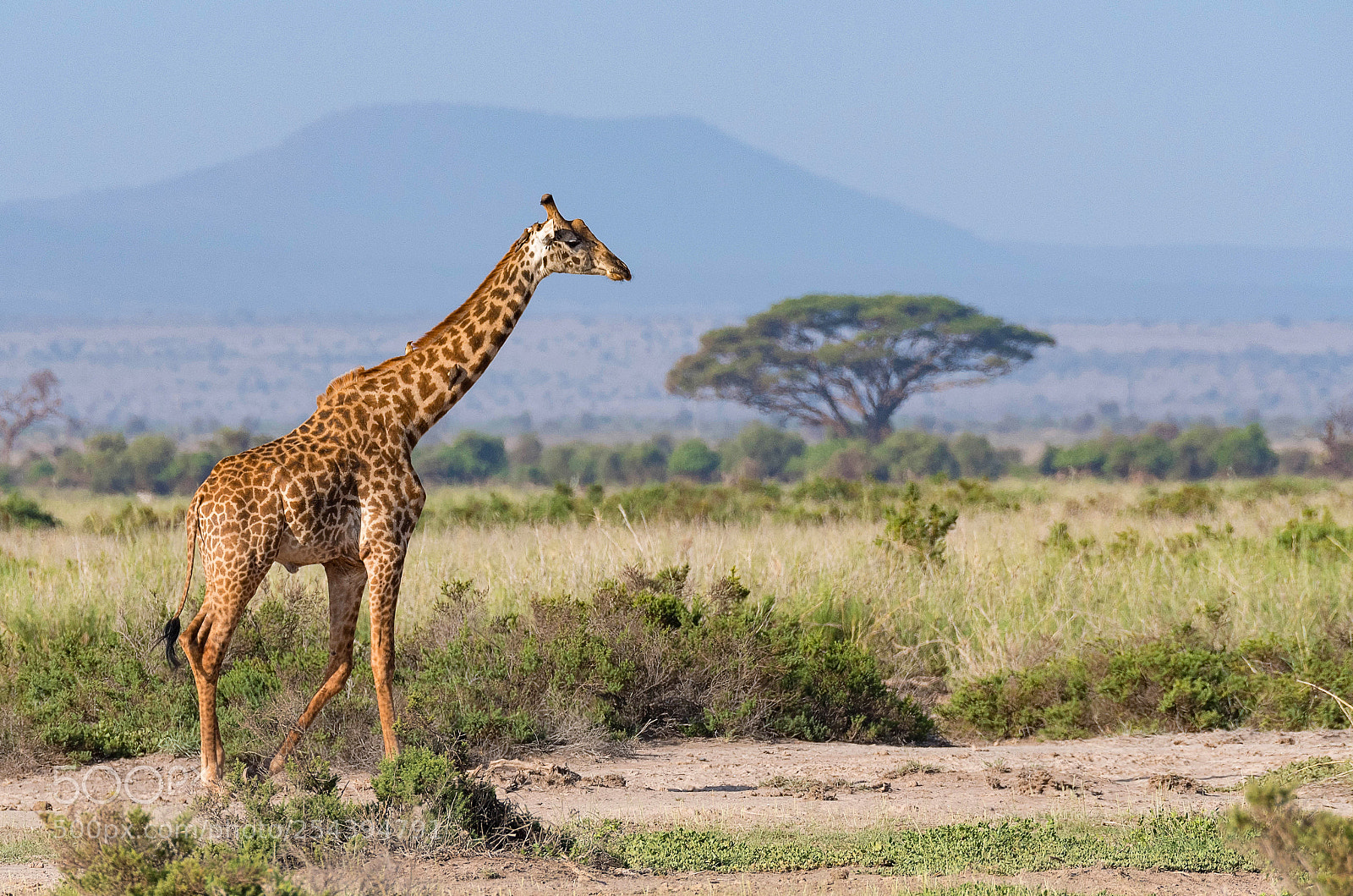 Nikon D500 sample photo. Masai giraffe in front photography