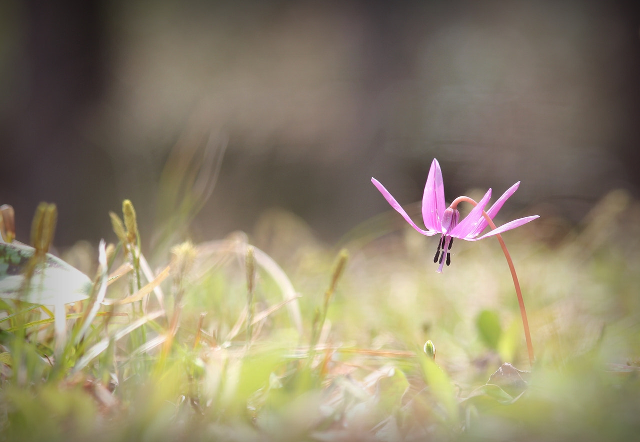 Canon EF 70-300mm F4-5.6 IS USM sample photo. Spring flower 12 photography