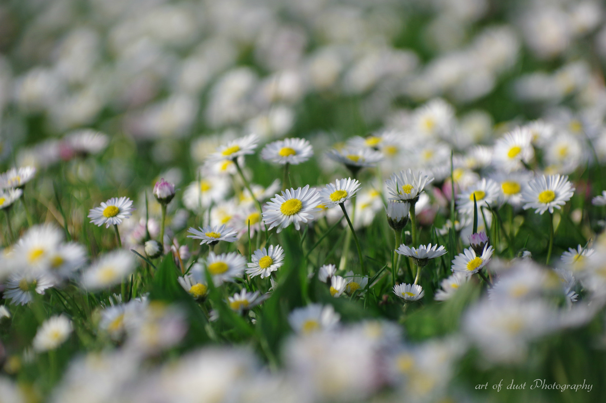 Pentax K-3 sample photo. Spring waltz photography