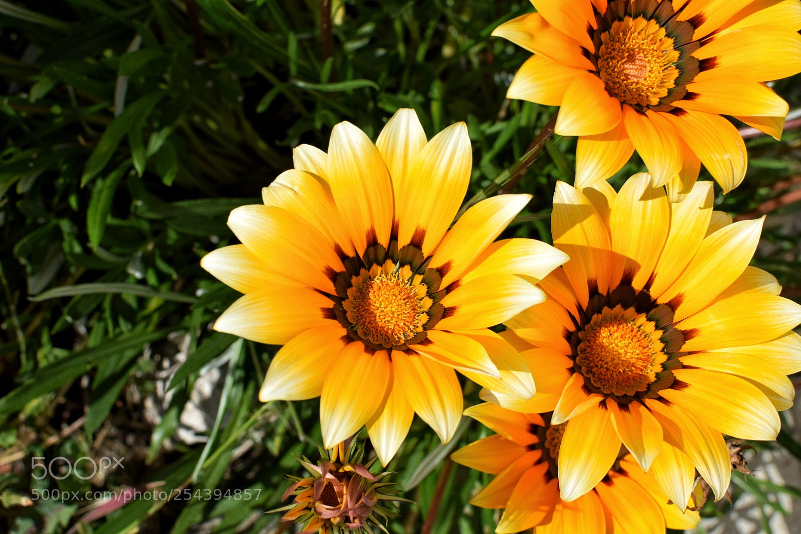 Nikon D5300 sample photo. Untitled photography