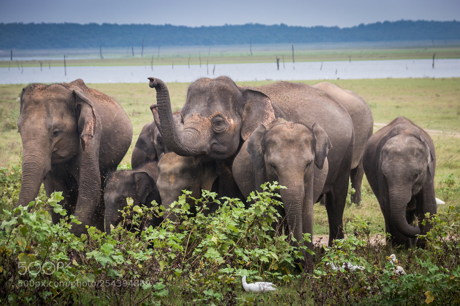 Canon EOS 80D sample photo. Elephant family photography