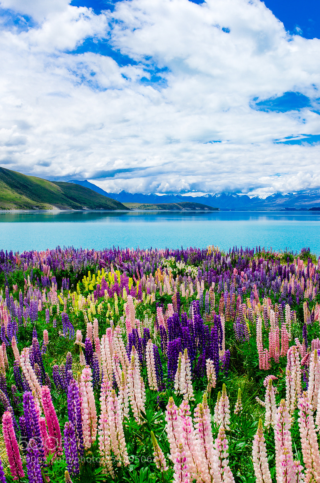 Nikon D7000 sample photo. Takapo lupins photography