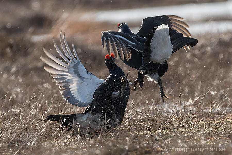 Nikon D500 sample photo. Black grouse fight photography