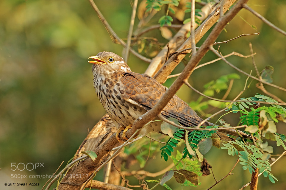 Nikon D300 sample photo. Common hawk-cuckoo photography