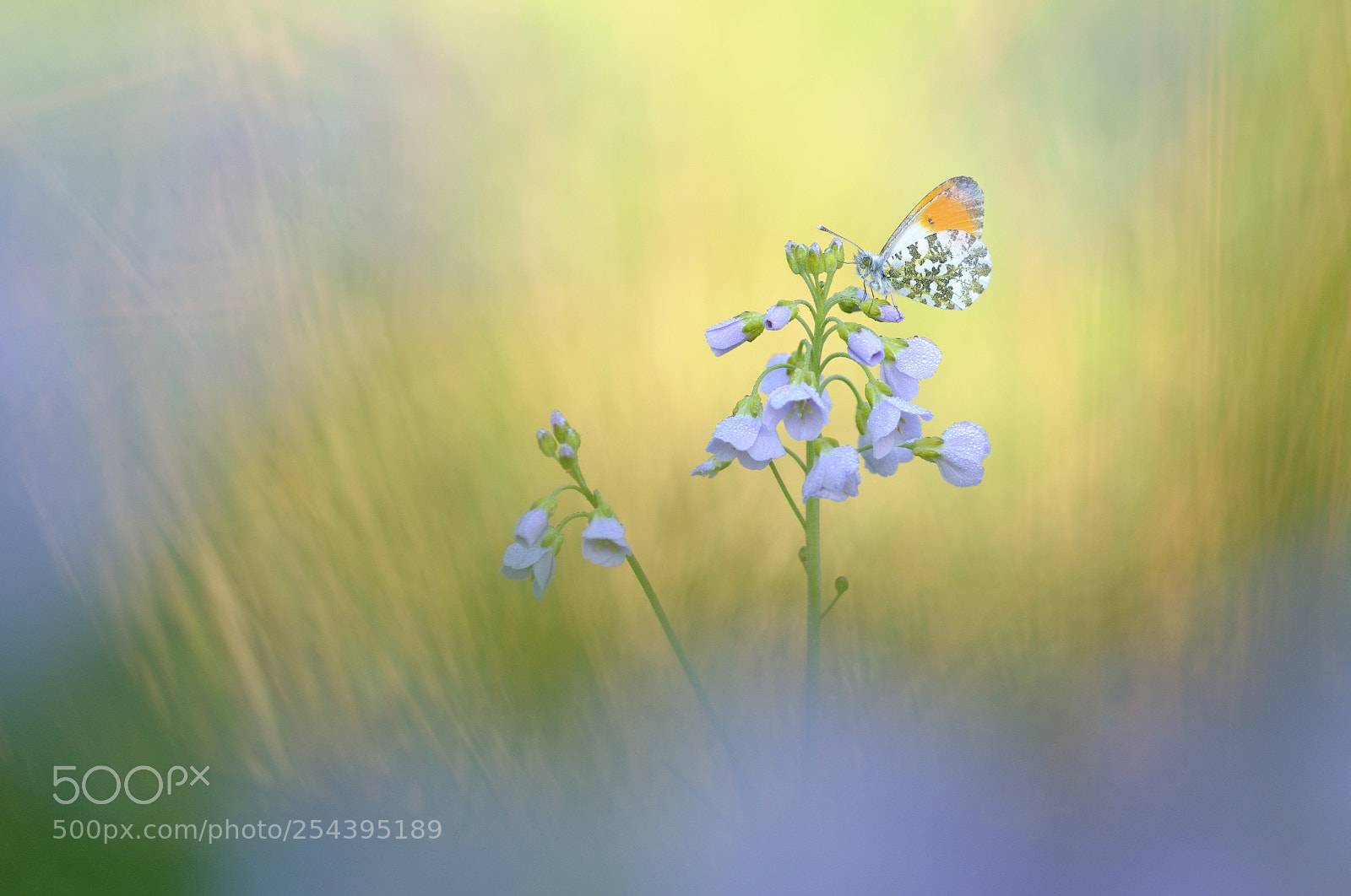 Nikon D300S sample photo. Aurore et cardamine photography