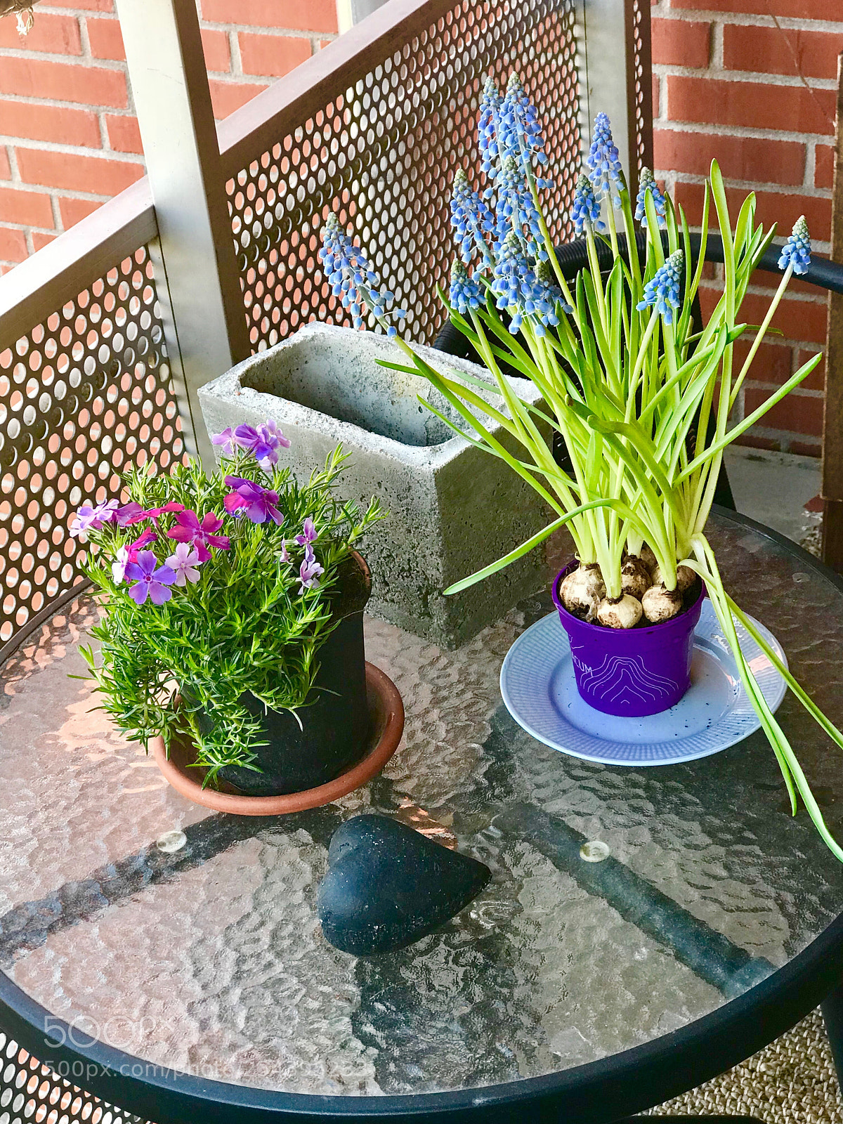 Apple iPhone 7 Plus sample photo. Flowers in my balkony photography