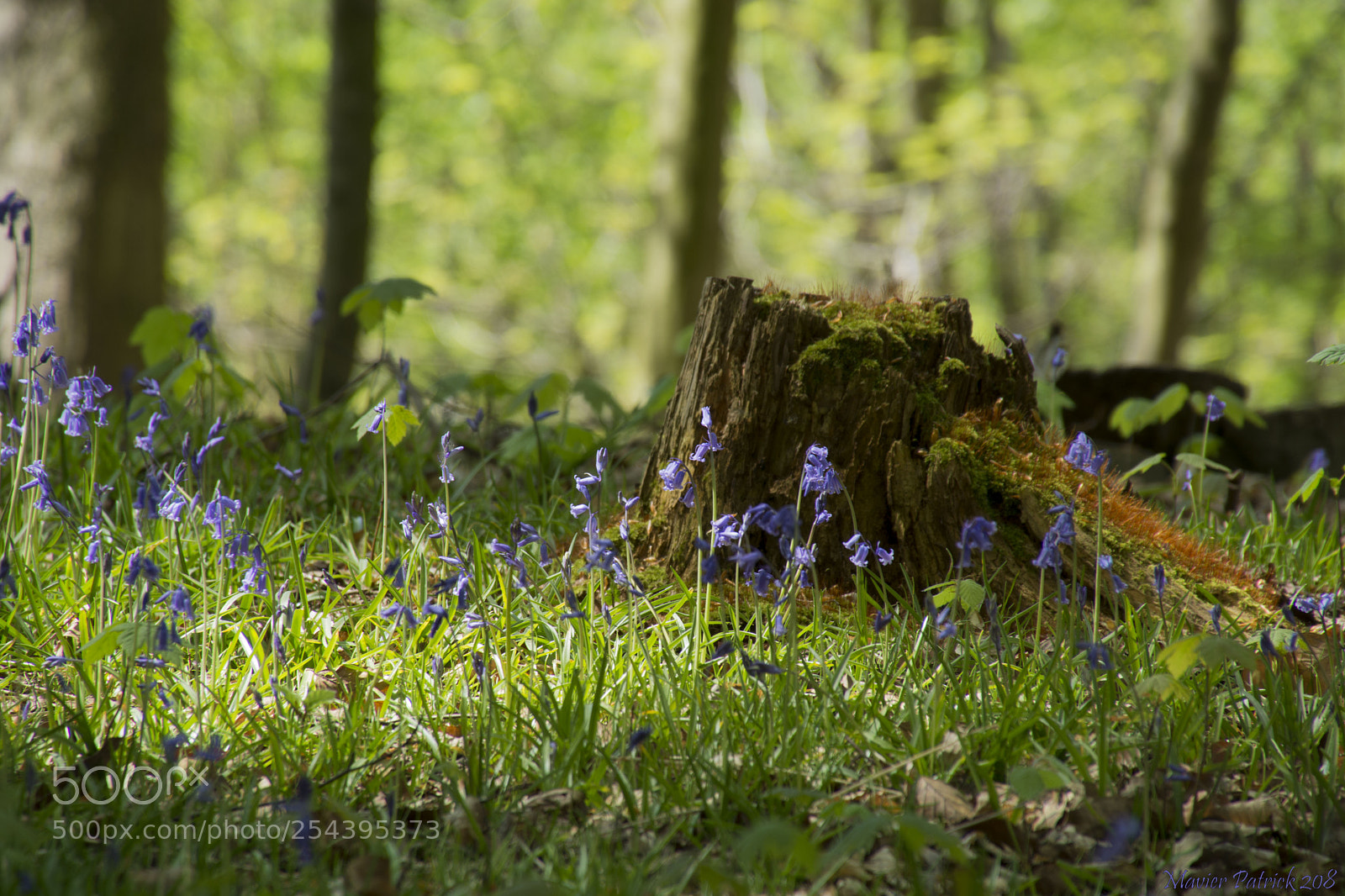 Nikon D7100 sample photo. Dans les bois photography