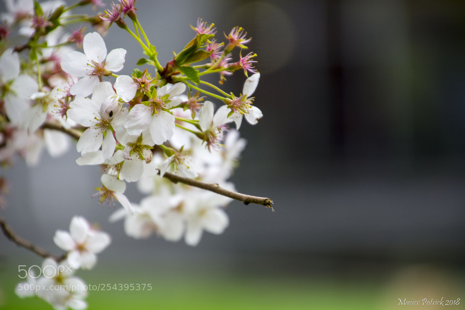 Nikon D7100 sample photo. Petites fleurs... photography