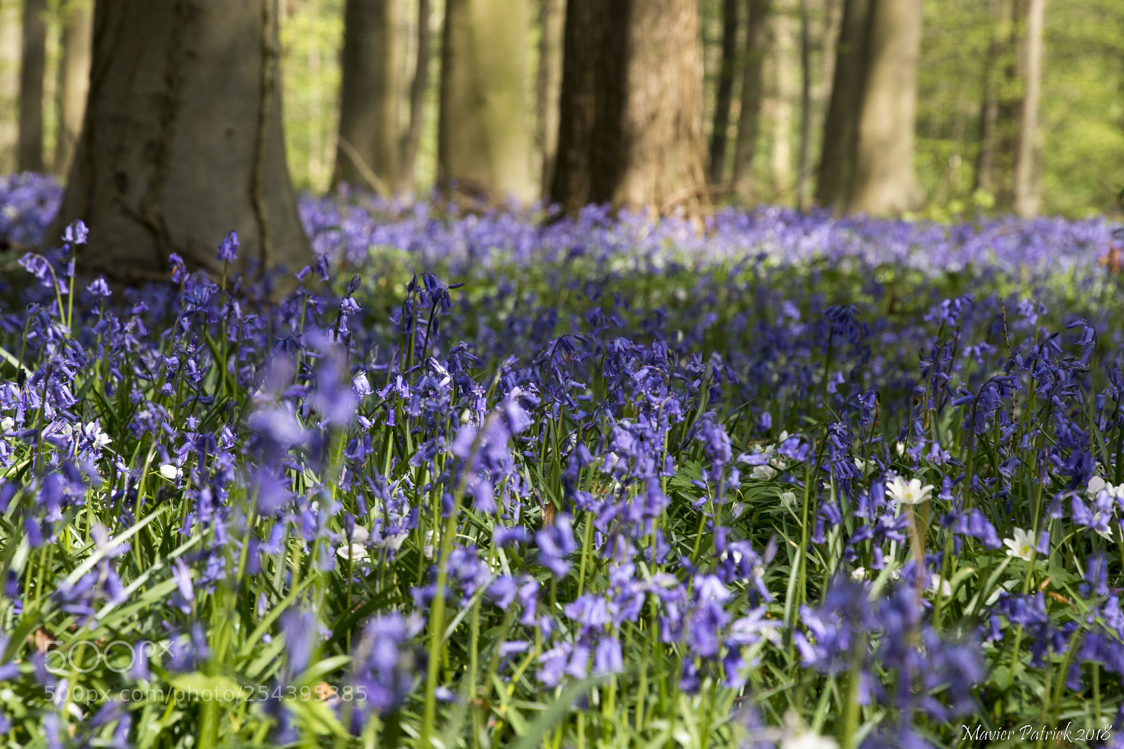 Nikon D7100 sample photo. Dans les bois photography