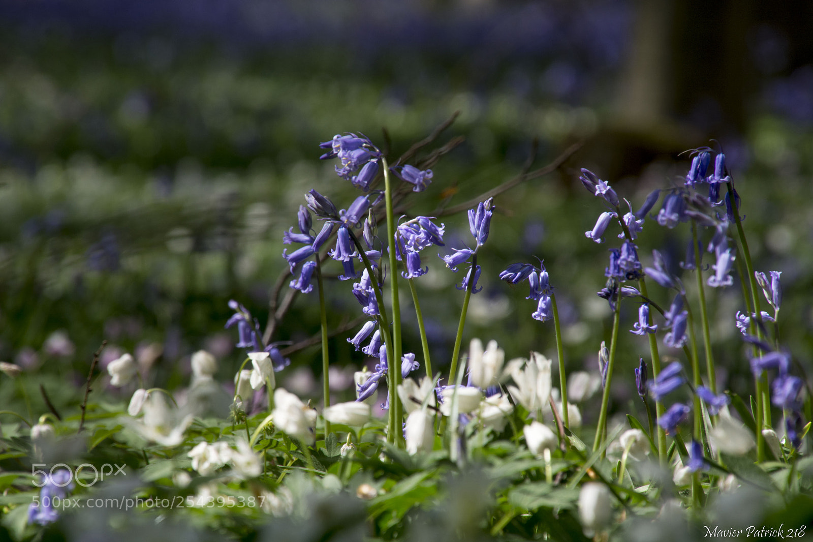 Nikon D7100 sample photo. Dans les bois photography