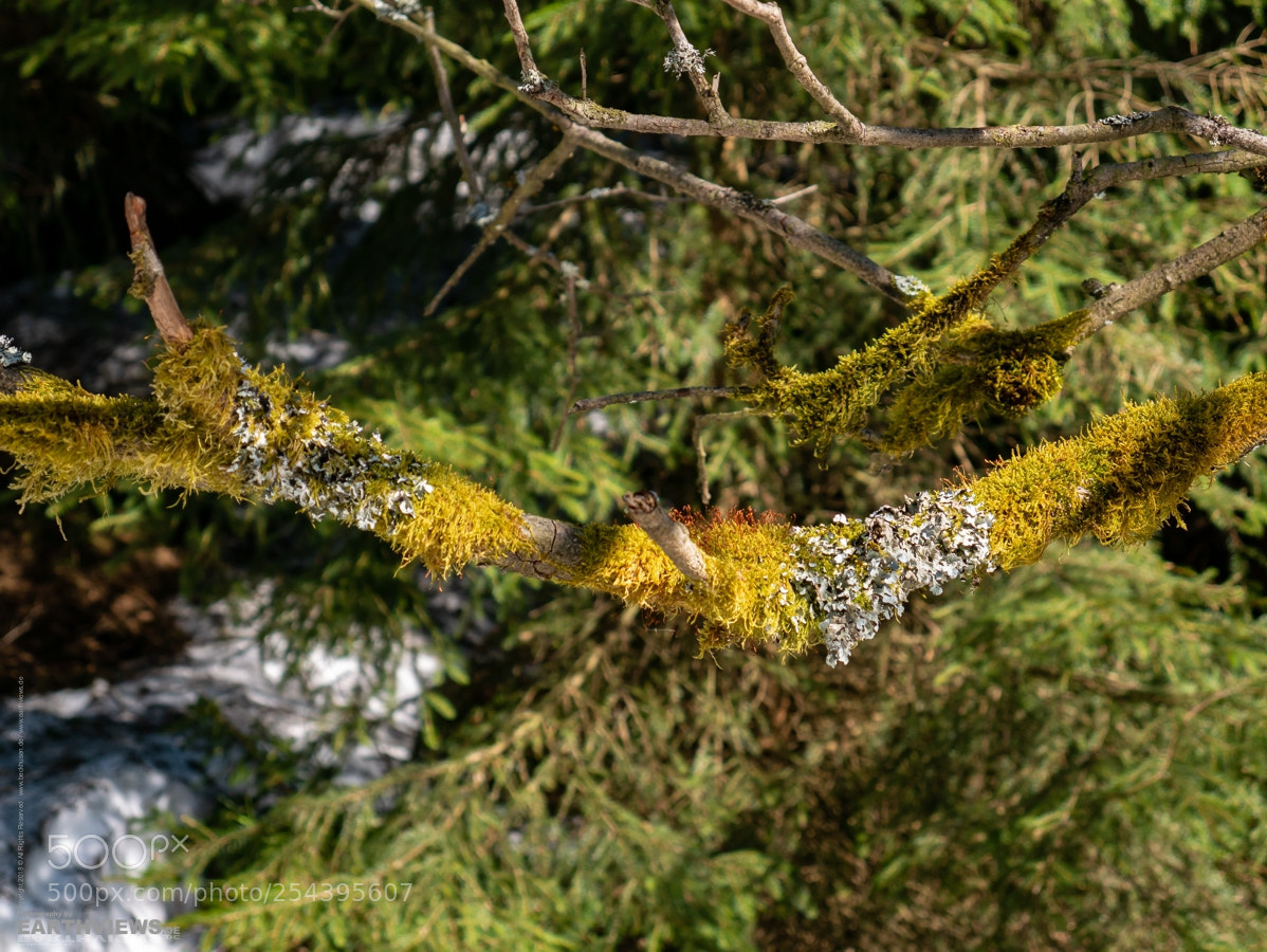 Panasonic DMC-G70 sample photo. Mossy tree photography