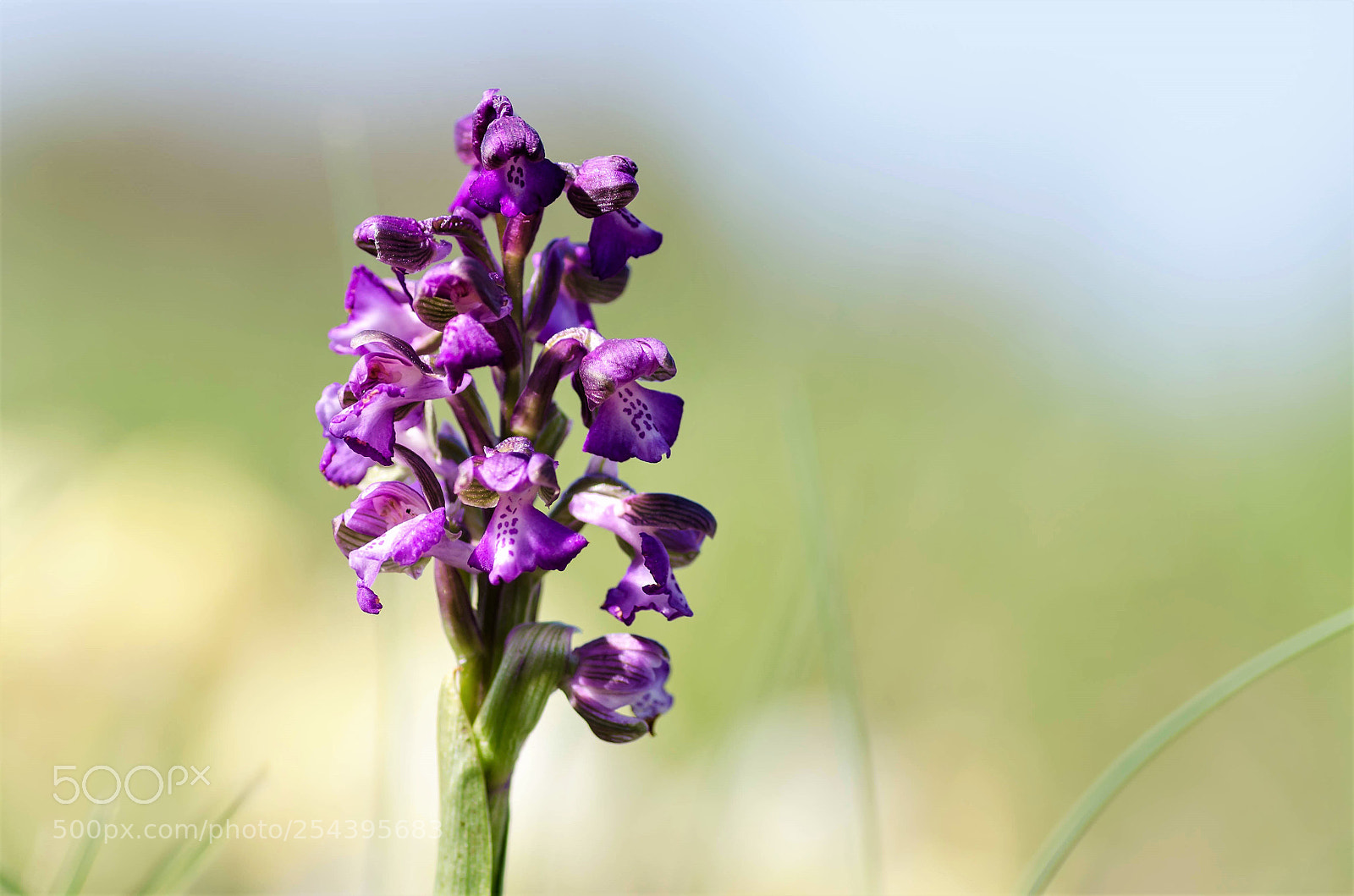 Nikon D7000 sample photo. Orchid e sauvage chaume photography