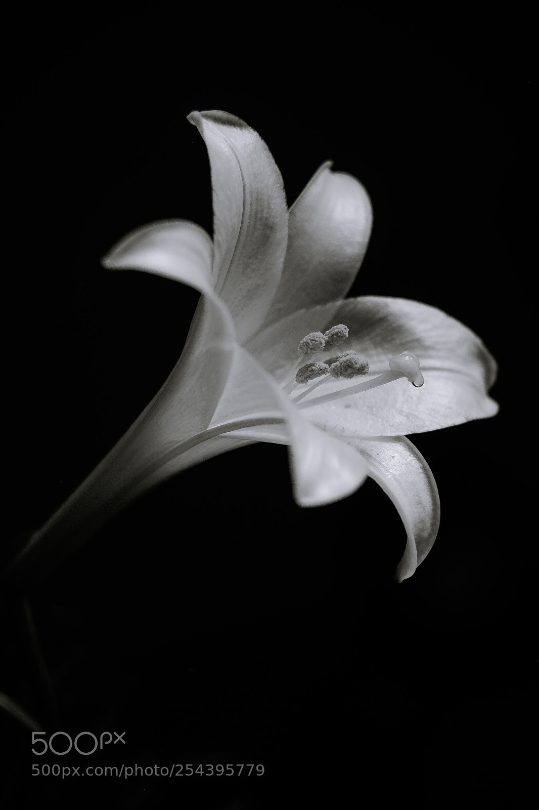 Fujifilm X-E1 sample photo. Lily photography