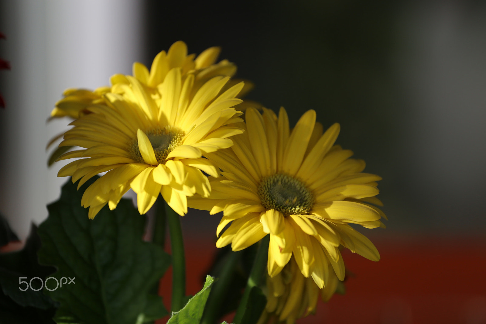 Canon EOS 6D + Canon EF 70-200mm F4L USM sample photo. Color of the day 7 photography