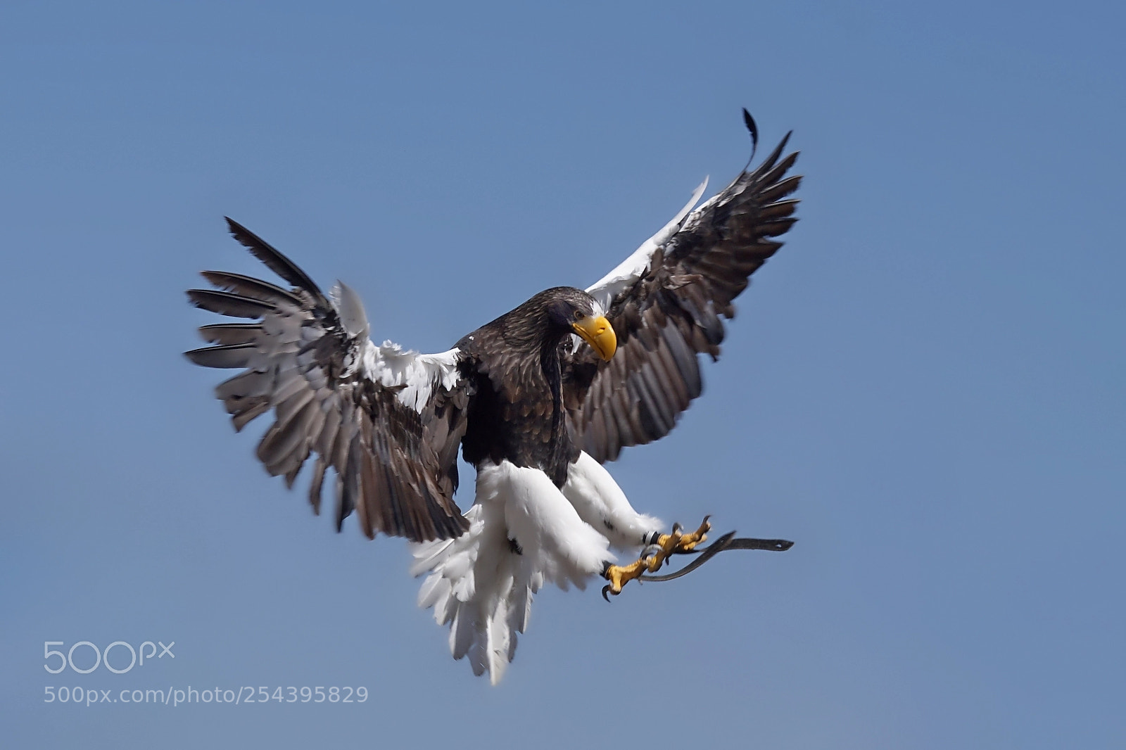 Sony ILCA-77M2 sample photo. Riesenseeadler photography
