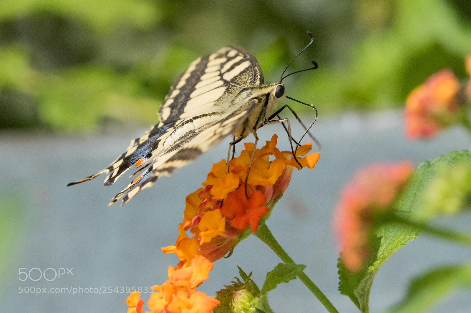 Canon EOS 7D Mark II sample photo. Butterfy photography