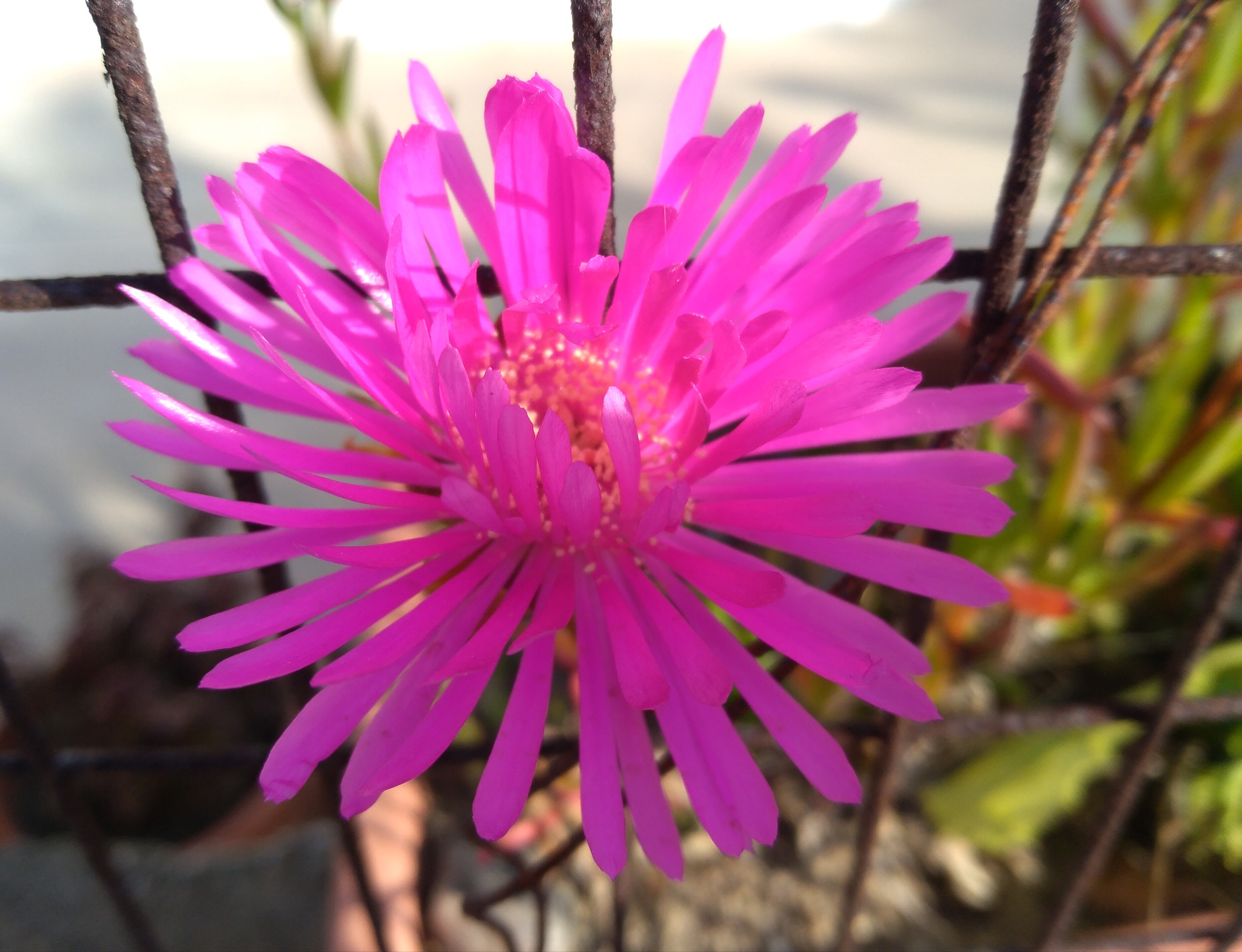 HUAWEI P9 LITE MINI sample photo