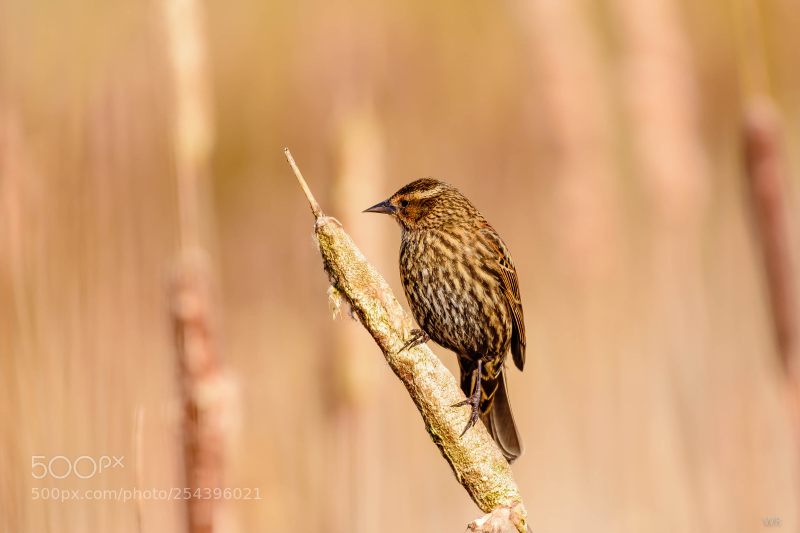 Nikon D7200 sample photo. Female red-winged blackbird. photography