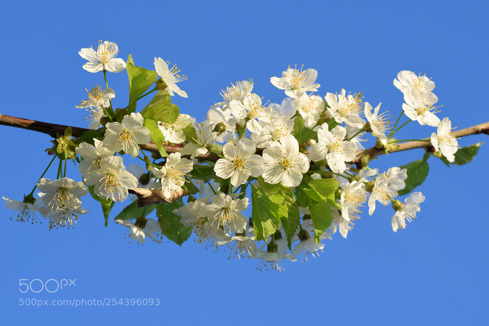 Nikon D5300 sample photo. Cherry blossoms photography
