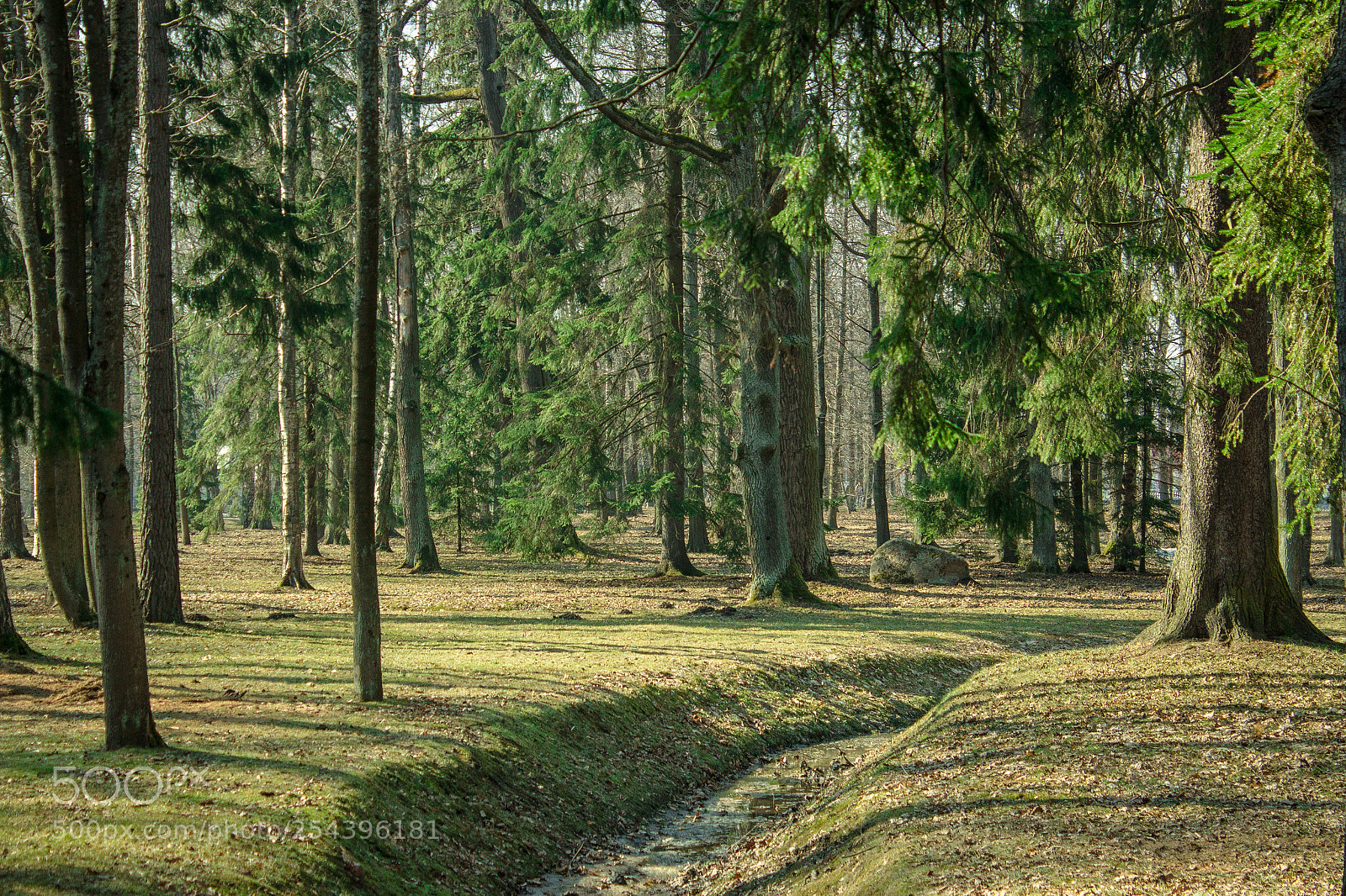 Canon EOS 600D (Rebel EOS T3i / EOS Kiss X5) sample photo. Spring woods photography