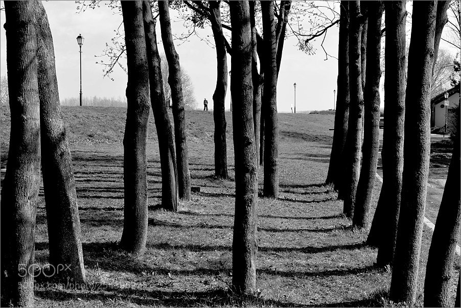 Nikon D610 sample photo. Trees and lanterns photography