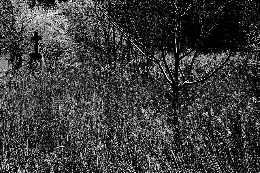 Nikon D610 sample photo. The garden has gone photography