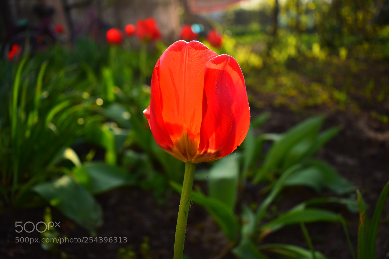Nikon D5300 sample photo. Dsc photography