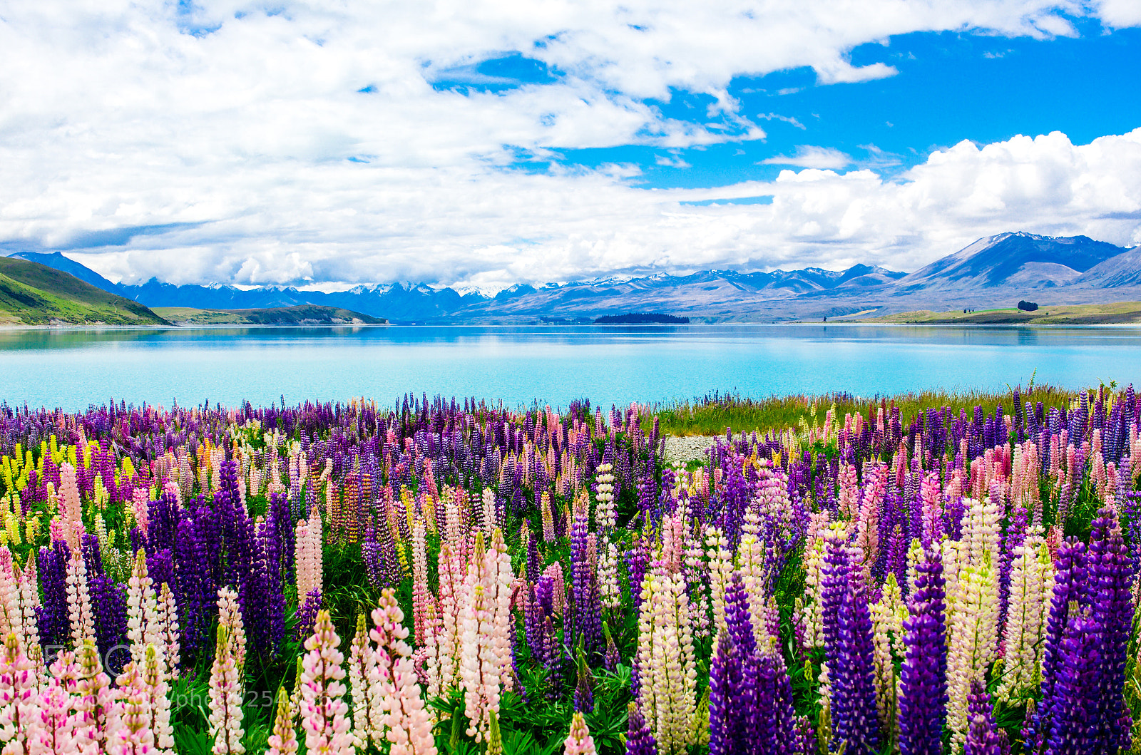 Nikon D7000 sample photo. Summer at lake tekapo photography