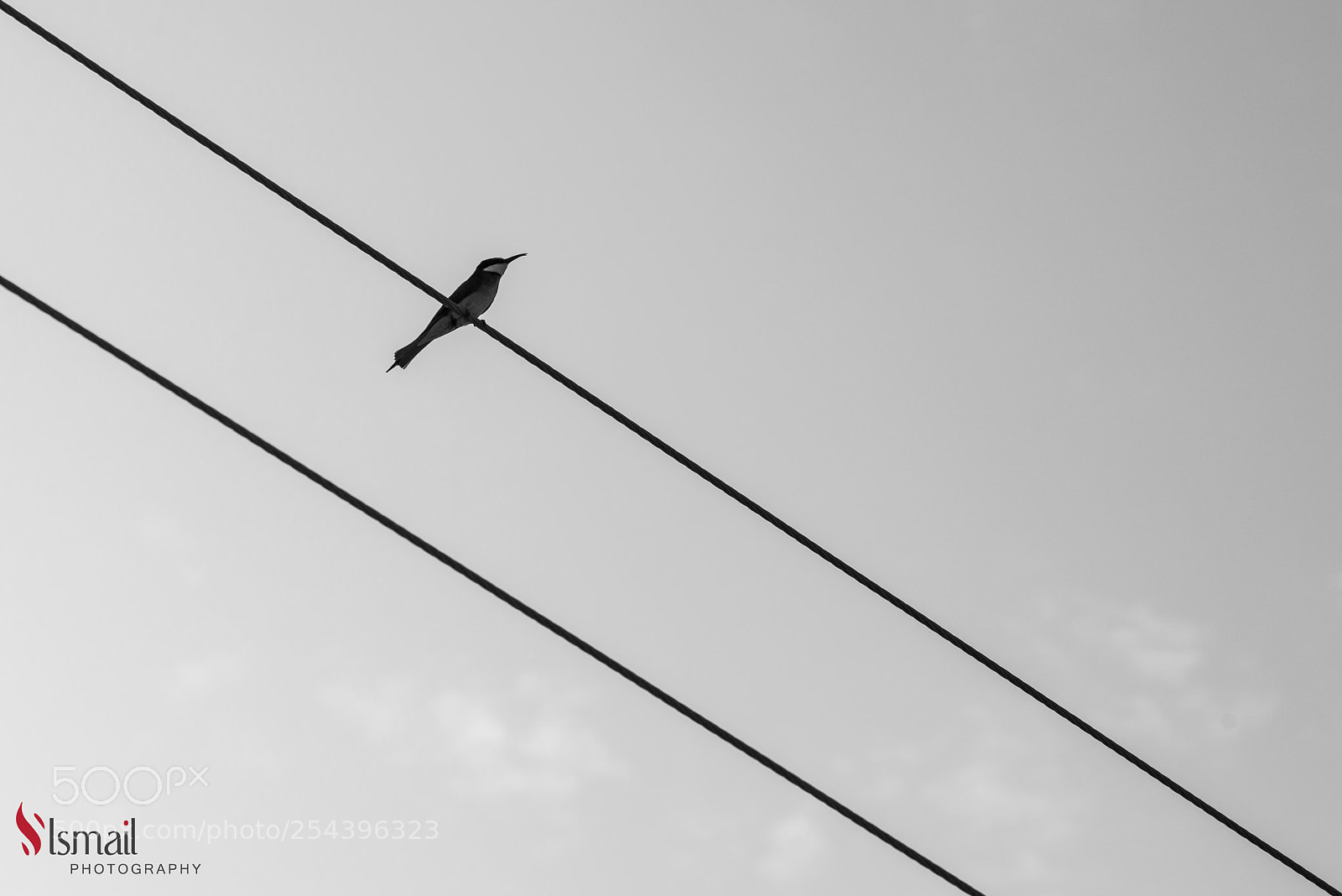 Nikon D800 sample photo. Bird b&w photography